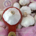 New Crop Normal White Garlic with High Quality